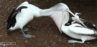 Шустрый пеликан 