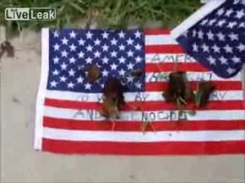WTF! мужик бросает собаче дермо на американский флаг