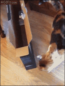 Толстый кот знает толк