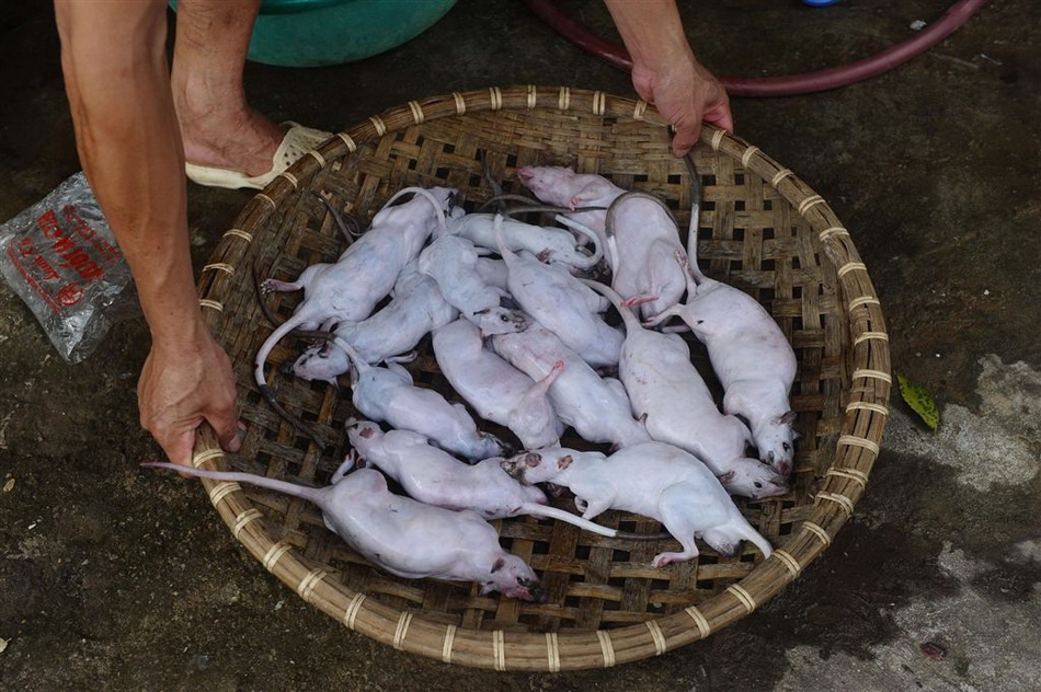 Вьетнам крысы