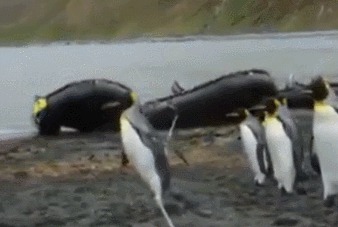 Пингвины и канат - трудное препятствие (мегаржака)