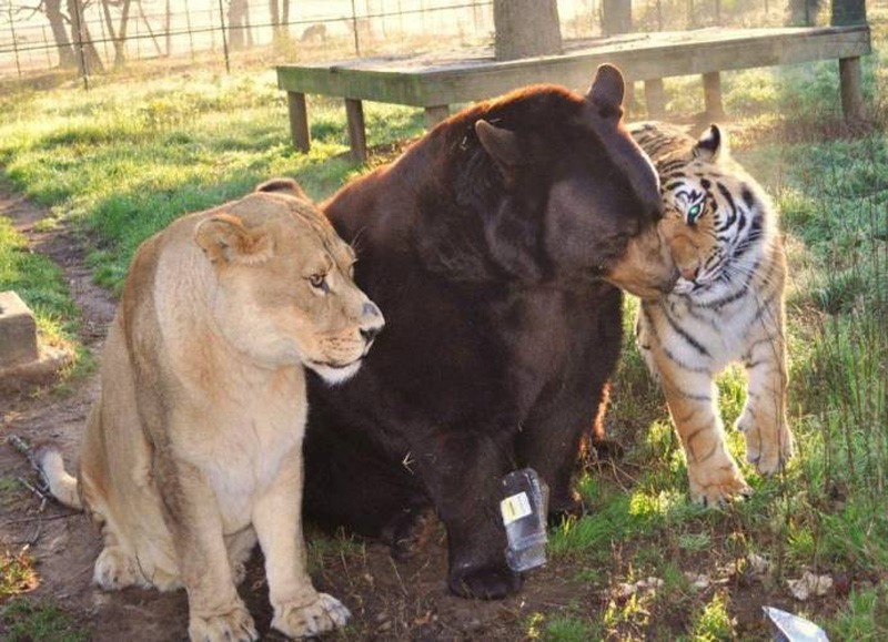 Лев Лео, тигр Шер-Хан и медведь Балу