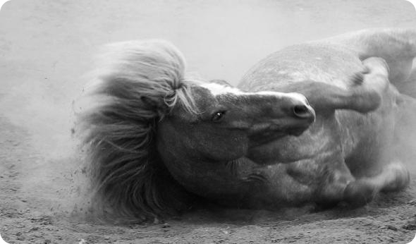 что не умеет делать лошадь. Смотреть фото что не умеет делать лошадь. Смотреть картинку что не умеет делать лошадь. Картинка про что не умеет делать лошадь. Фото что не умеет делать лошадь