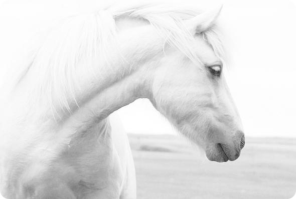что не умеет делать лошадь. Смотреть фото что не умеет делать лошадь. Смотреть картинку что не умеет делать лошадь. Картинка про что не умеет делать лошадь. Фото что не умеет делать лошадь