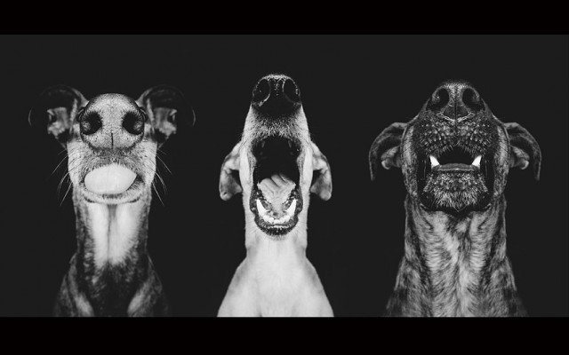 Портреты собак. Мегапозитив :)