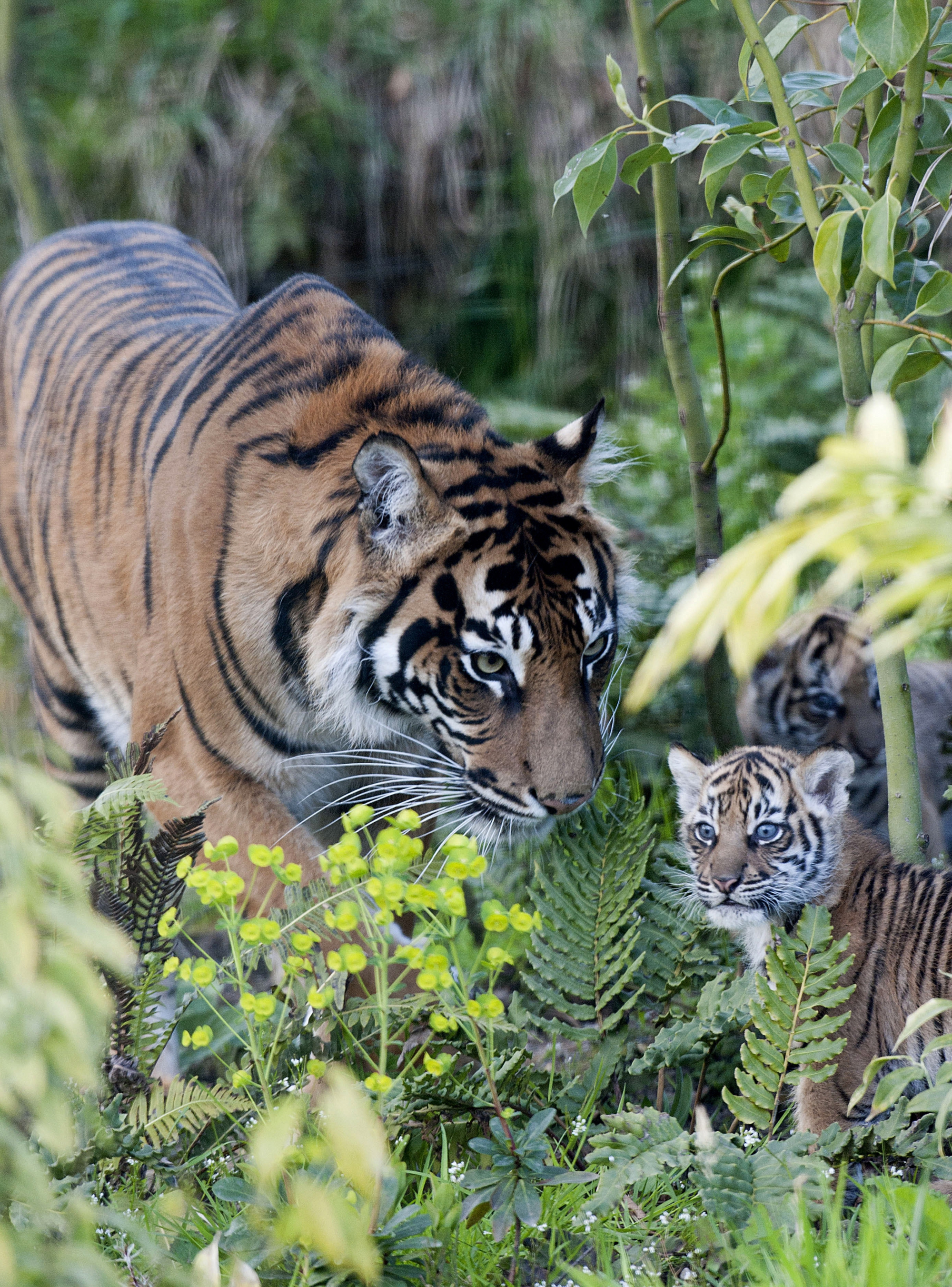 Развлечение в мире животных. Семейство тигров. Природа и животные. Тигрица с тигрятами. Тигр с тигренком.