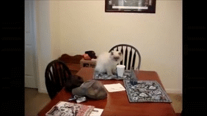 Подборка гифок на конец недели. 