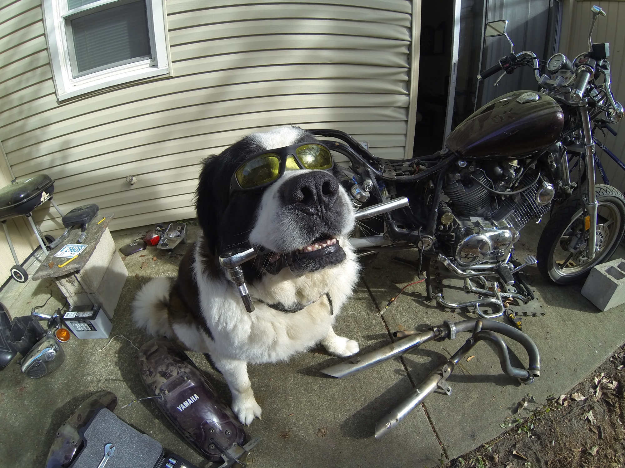 Кот механик. Собака автомеханик. Собака ремонтирует. Собака в автосервисе. Собака механика.