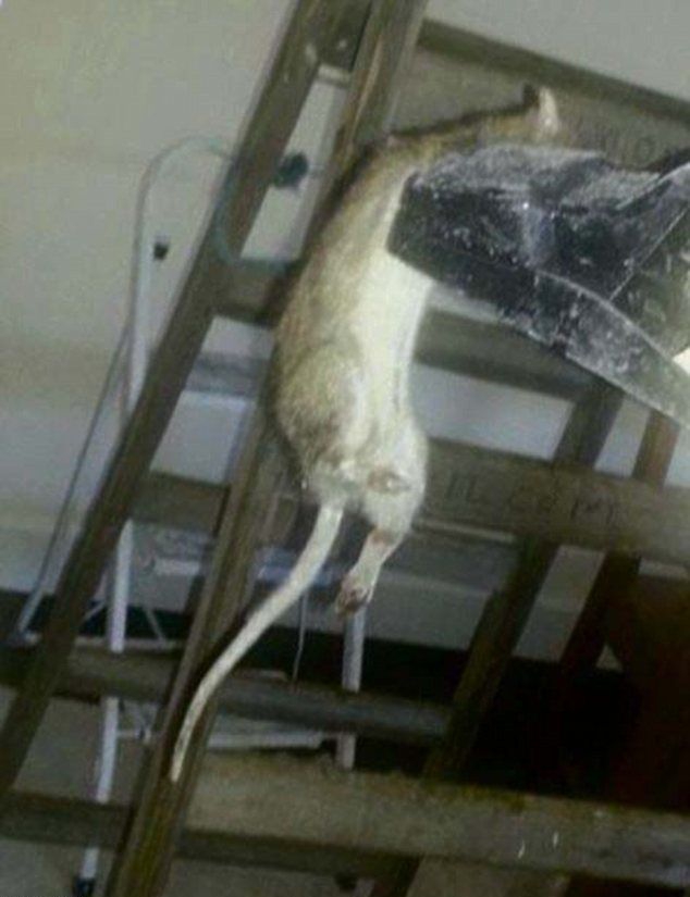 Крысы в московском метро размер и фото