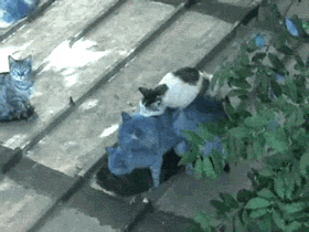 Мужская подборка для особых ценителей трэша и жесткача