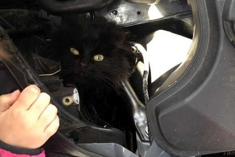 Кошка под капот. Кошка под капотом. Животные под капотом авто. Котенок залез под капот. Черный котенок в машине.