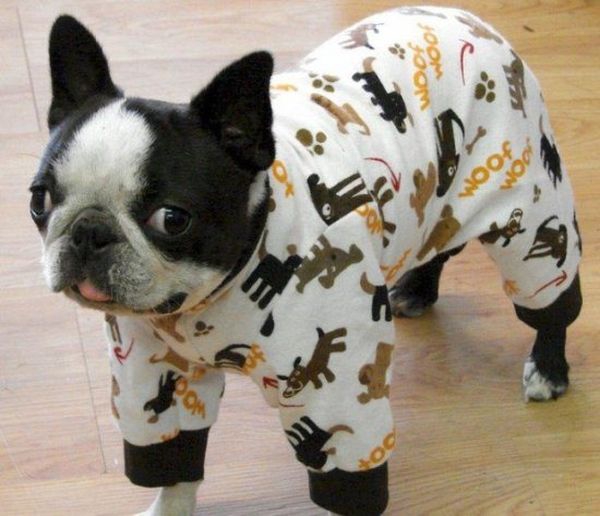 Животные в пижамах