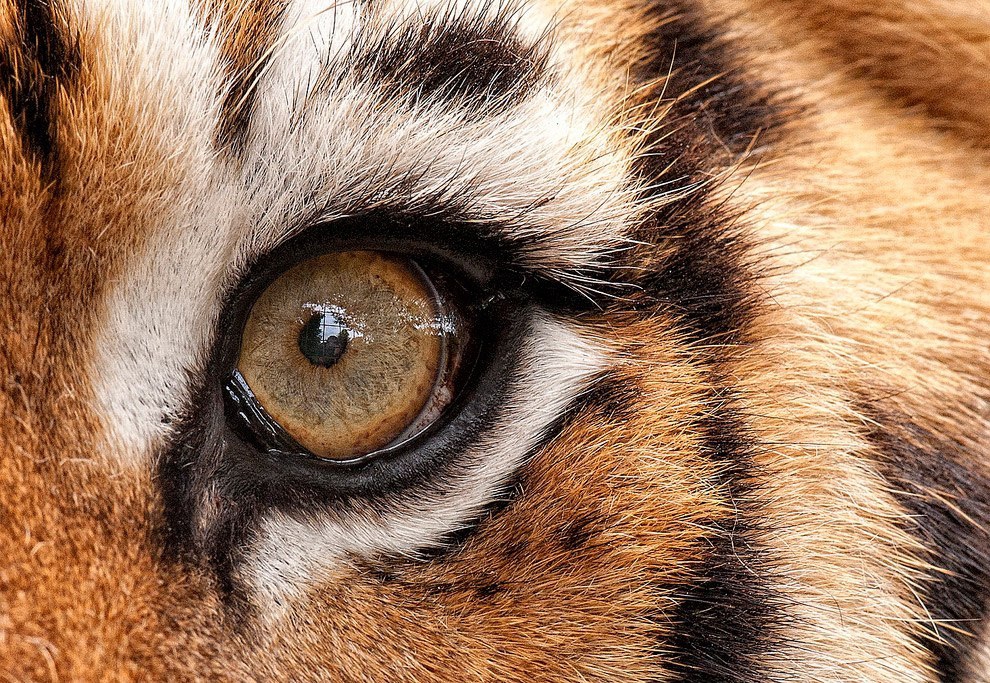 Какие глаза у зверей. Глаза животных. Глаз тигра. Тигр глаза. Необычные глаза животных.