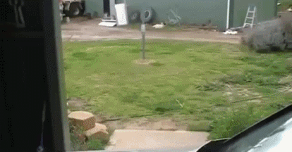 Друганы на прогулке