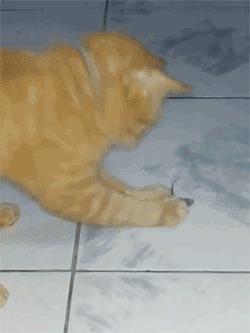 Смешная кошачья анимация