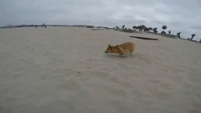 Собака на прогулке по песчаному пляжу