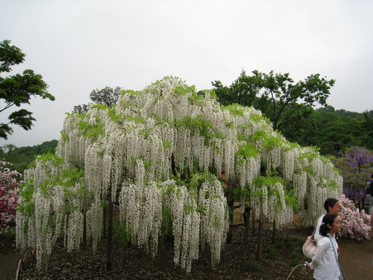 Растения японии фото и названия