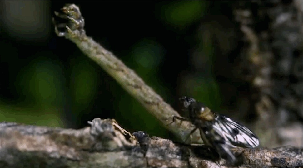 Охота плотоядной гусеницы Eupithecia orichloris