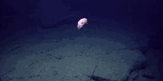 Редкие обитатели морских глубин 