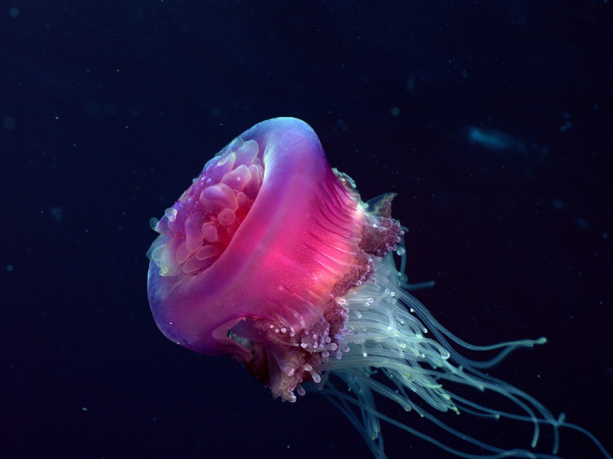 Необычные растения и животные океана. Scyphozoa Сцифоидные медузы. Сцифоидные Кишечнополостные. Медуза волосистая цианея. Кишечнополостные медузы.