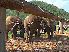 Слоны-каратисты на тренировке