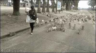 Девушка и сотни диких кроликов