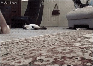 Ленивые коты