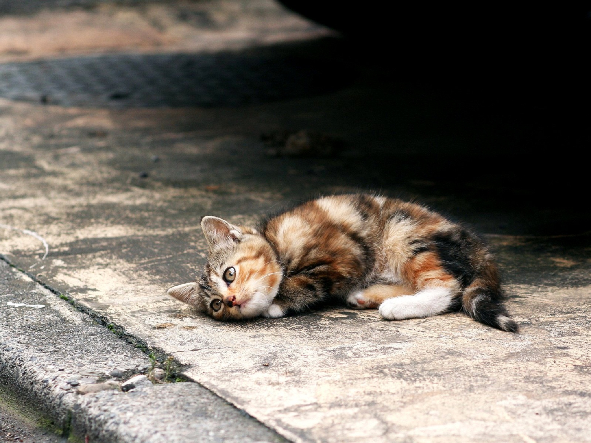 Очень грустное видео. Бездомные кошки. Котенок на улице. Брошенный котенок. Бездомный кот на улице.