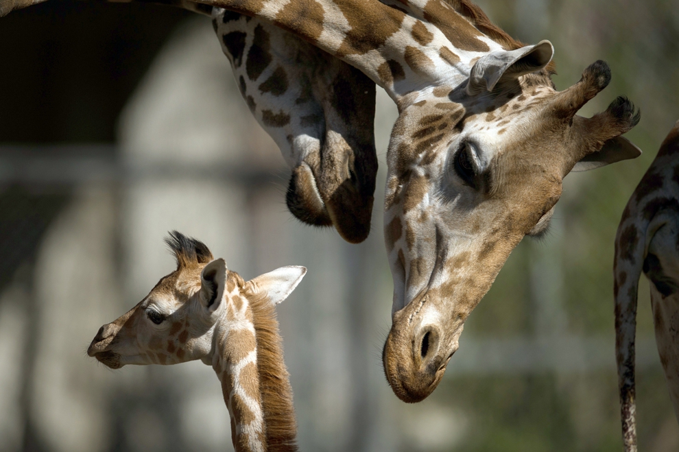 Детеныш жирафа и бегемота. Детеныш жирафа. Жираф с детенышем. Новорожденный Жирафенок. Кенгуру Жираф.