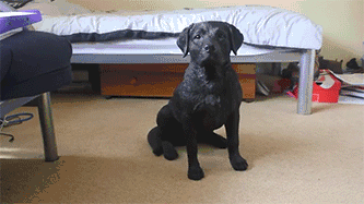 Шикарно выдрессировали собаку!