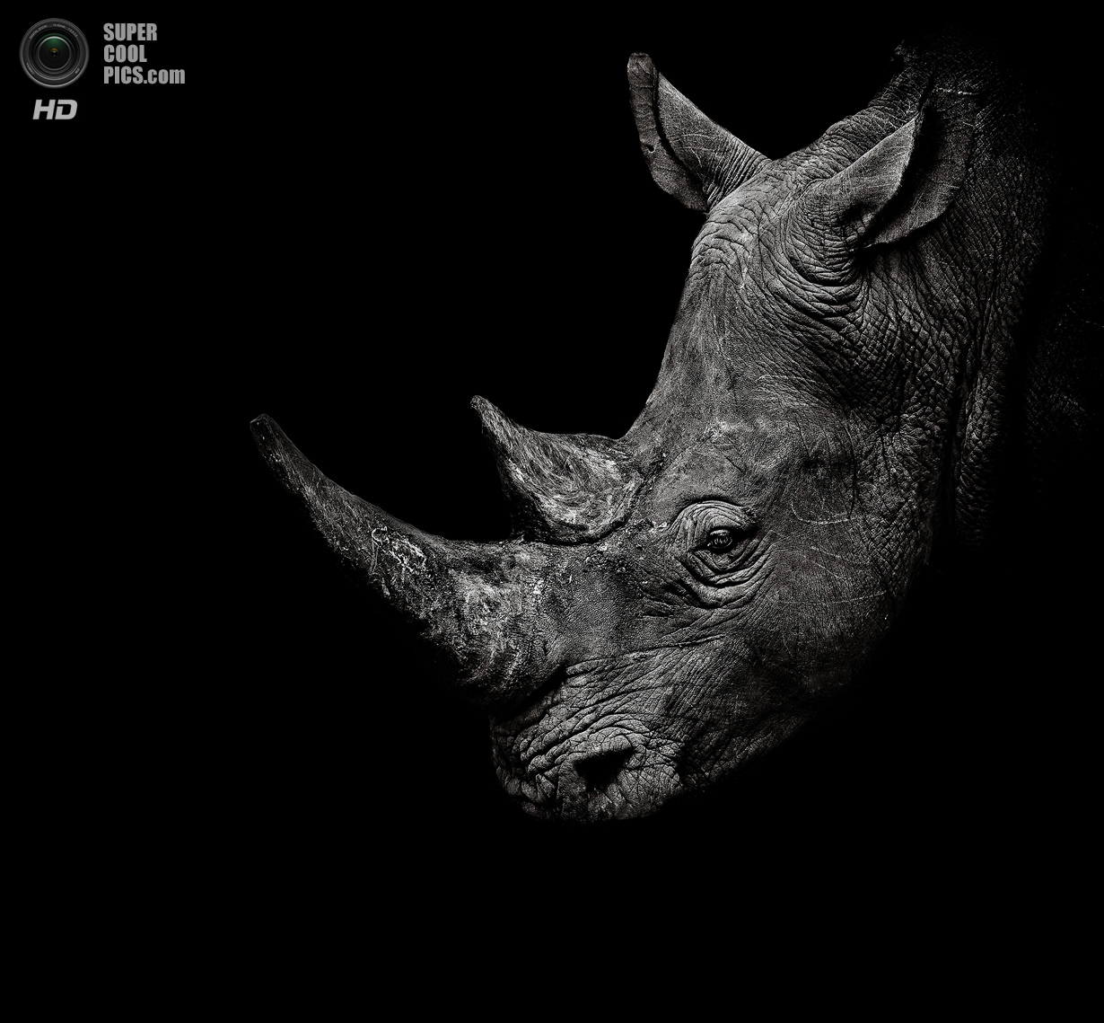 Бело черный носорог. Животные на черном фоне. Белый носорог. Носорог черно белый. Носорог на черном фоне.