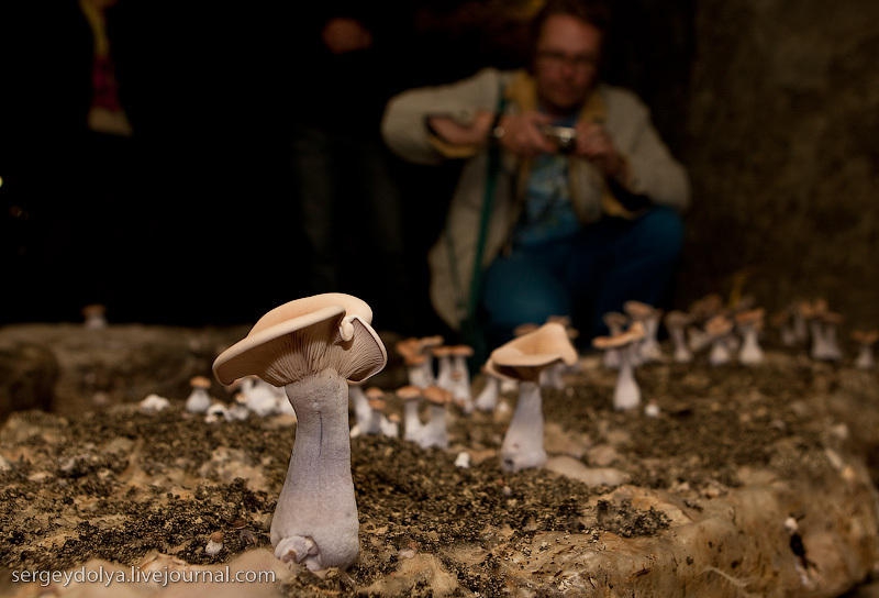  Как во Франции выращивают грибы