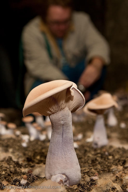  Как во Франции выращивают грибы