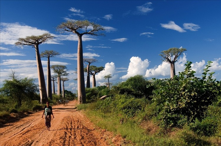 Удивительный пейзаж баобабовой рощи на Мадагаскаре.