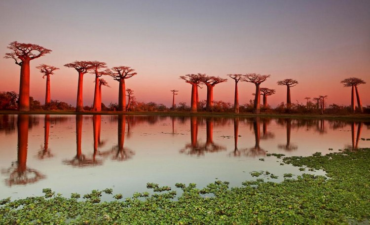 Удивительный пейзаж баобабовой рощи на Мадагаскаре.