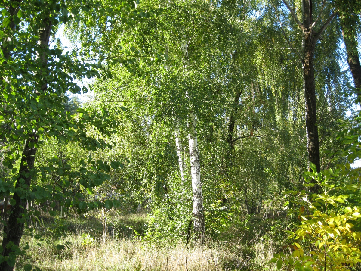 Осенние прогулки в поисках грибов