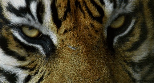 Анимированные снимки диких животных