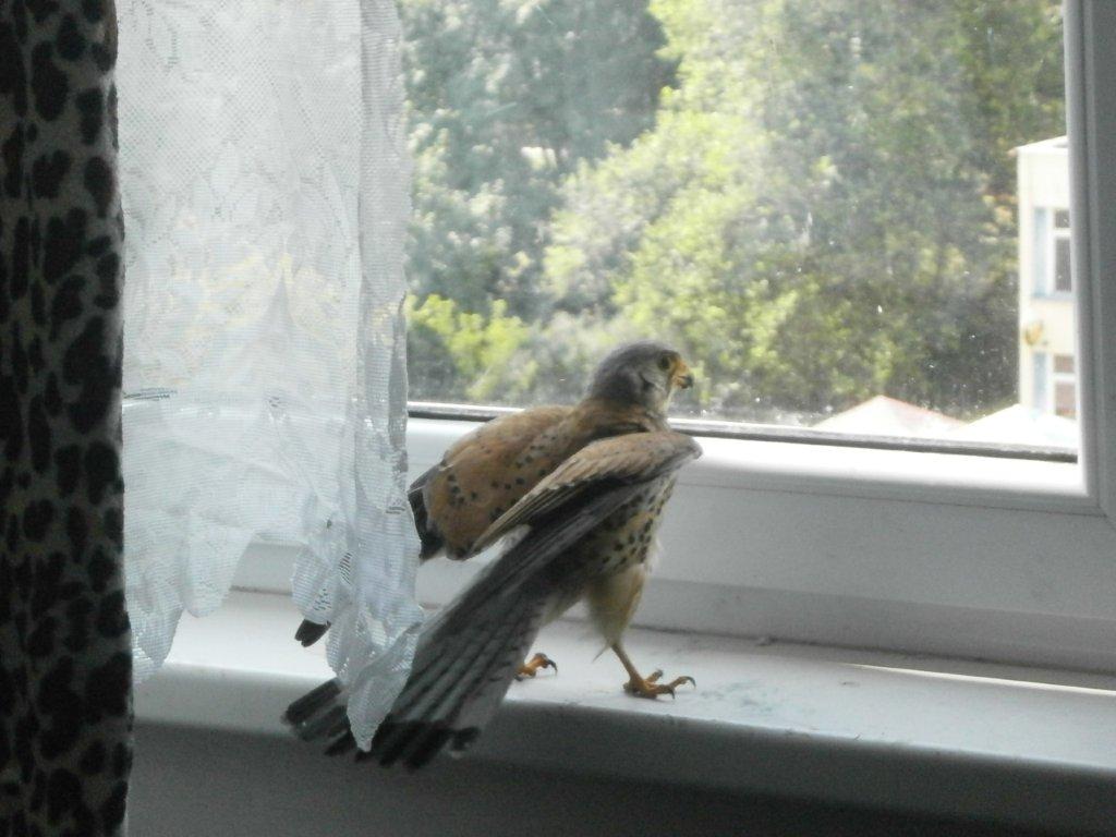 Пустельга залетела в квартиру и съела морскую свинку