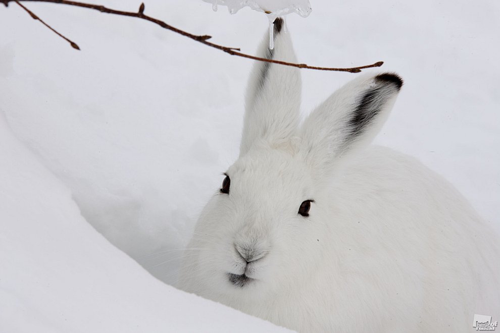 Изменение окраски животных. Заяц Беляк покровительственная окраска. Окрас меха зайца беляка. Заяц зимой. Белый заяц на снегу.