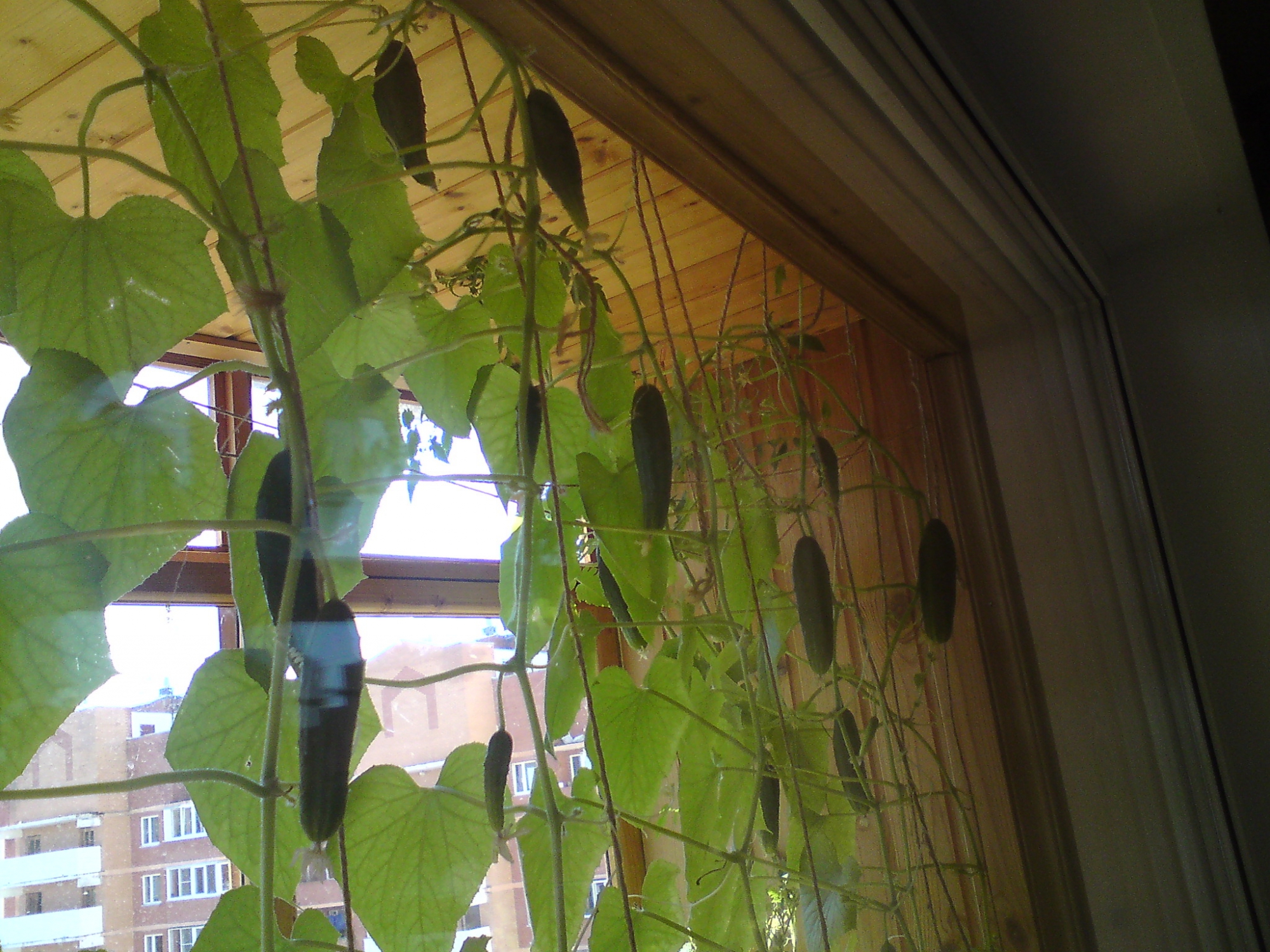 Огурец окошко выращивание на окне