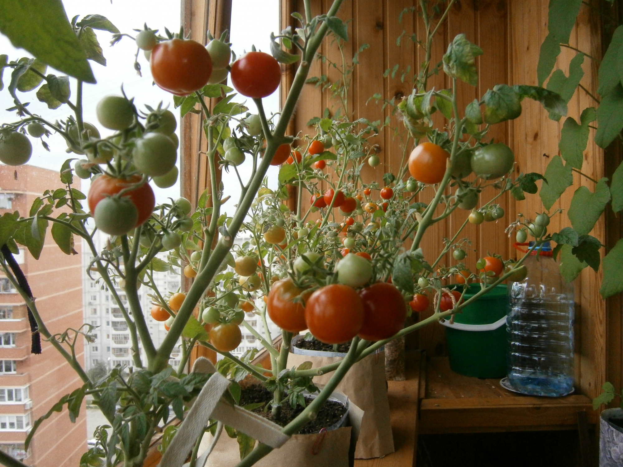 помидоры и огурцы дома
