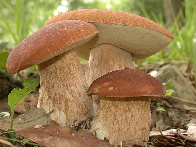 Летние грибы принимают эстафету!
