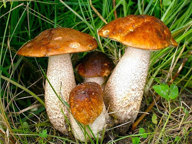 Летние грибы принимают эстафету!