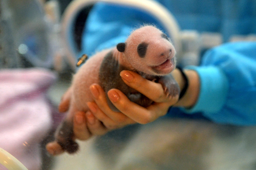 Родившийся детеныш панды. Новорожденная Панда. Рождение панды. Новорожденные панды. Панда рожает.