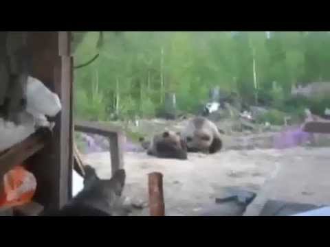 Три медведя на Камчатке
