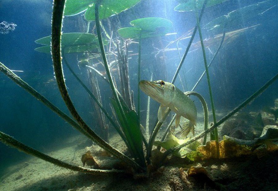 Рыбы едят растения. Речной подводный мир. Рыбы в естественной среде обитания. Подводный мир в пресной воде. Водная среда щука.