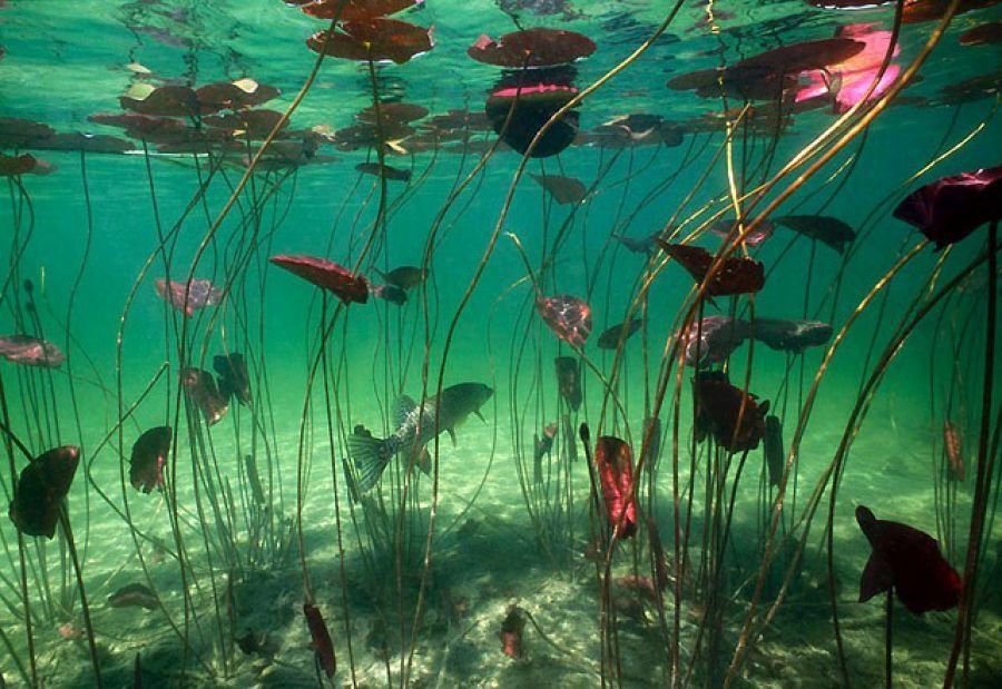 В воде рыбы водоросли. Подводный мир озера. Растения под водой. Речное дно. Подводные растения для пруда.