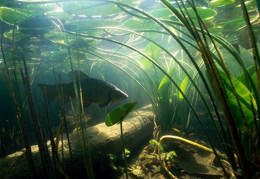 В водоемах живут рыбы. Речное дно. Пресноводные водоросли. Подводный мир реки Волга. Дно пруда.