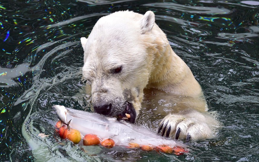 Что ест белый медведь фото