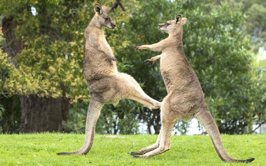 Deadly kangaroo she got her ass kicked